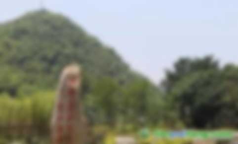 中關村綠色發(fā)展智庫專家、教授李金良：促進我國CCER林業(yè)碳匯交易的建議